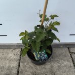 Černica nepichľavá - beztŕňová (Rubus fruticosus) ´BLACK SATIN´ - skorá, výška 20-30 cm, kont.C2L
